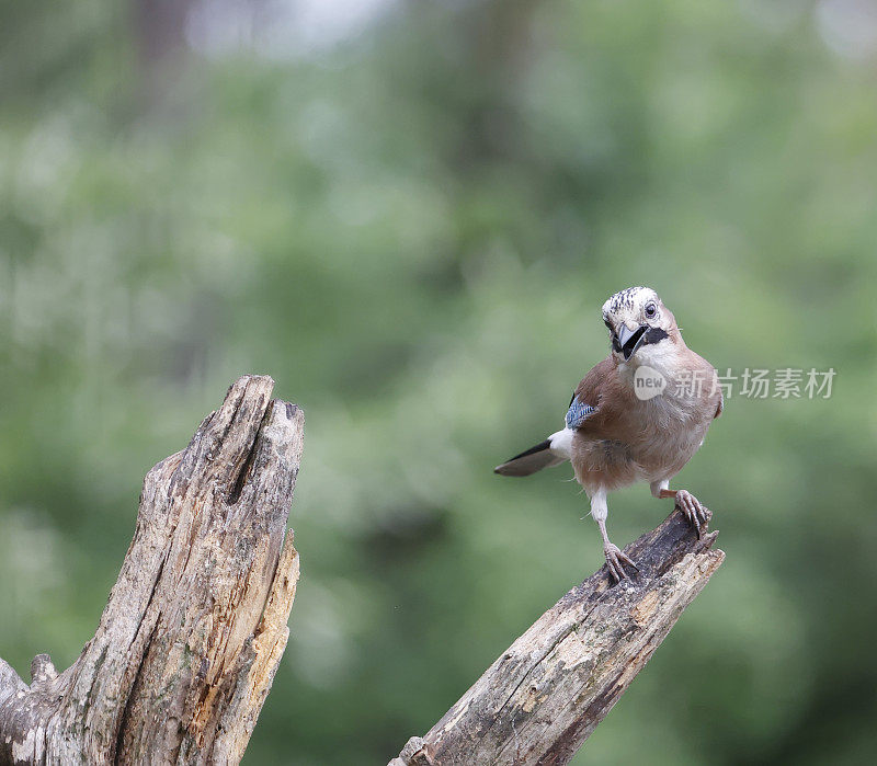 欧亚松鸦(Garrulus glandarius)